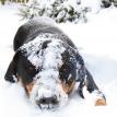 Zeva the snow dog