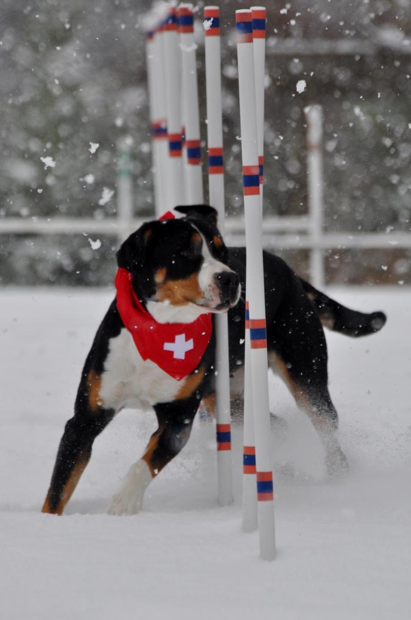 sprite the agile snow dog