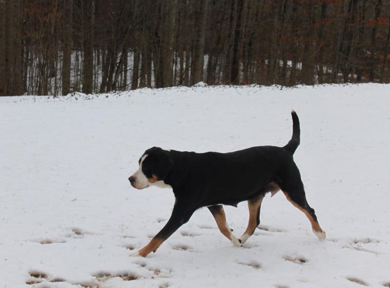 Goldie trotting in the snow