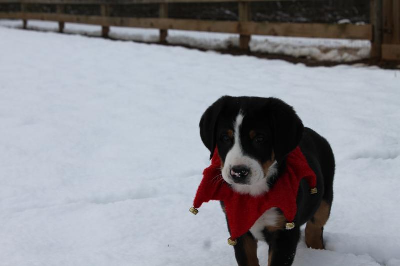 baby tommy christmas sno