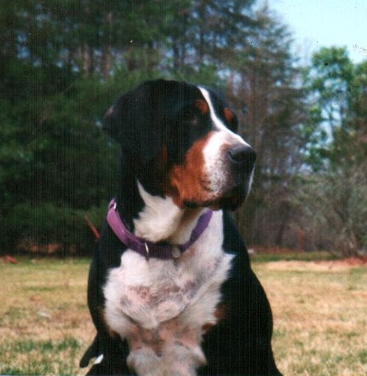 chance an old fashioned doggy btch